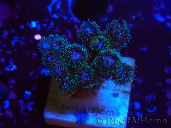 WYSIWYG Pocillopora damicornis rosa