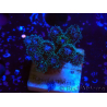 WYSIWYG Pocillopora damicornisrose