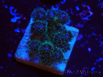 WYSIWYG Pocillopora damicornisrose 1C5