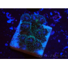 WYSIWYG Pocillopora damicornis rosa