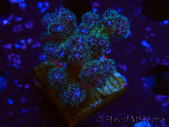 Pocillopora damicornis rosa WYSIWYG