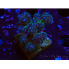 WYSIWYG Pocillopora damicornisrose