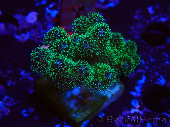 WYSIWYG Pocillopora damicormis Gold insane 1D1
