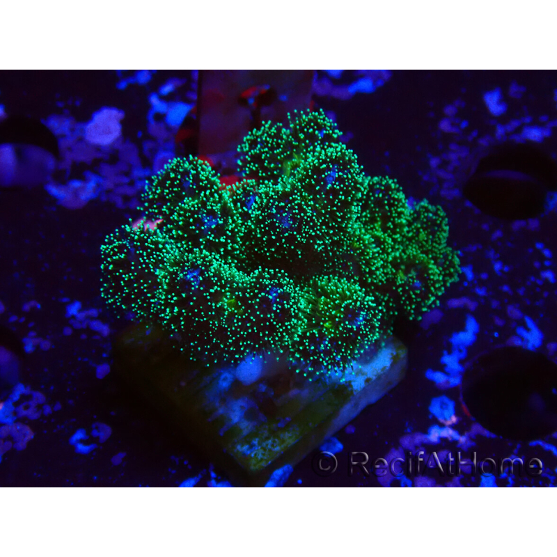 WYSIWYG Pocillopora damicormis Oro insano