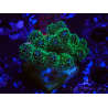 WYSIWYG Pocillopora damicormis Oro insano