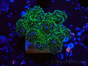 WYSIWYG Pocillopora damicormis Oro insano