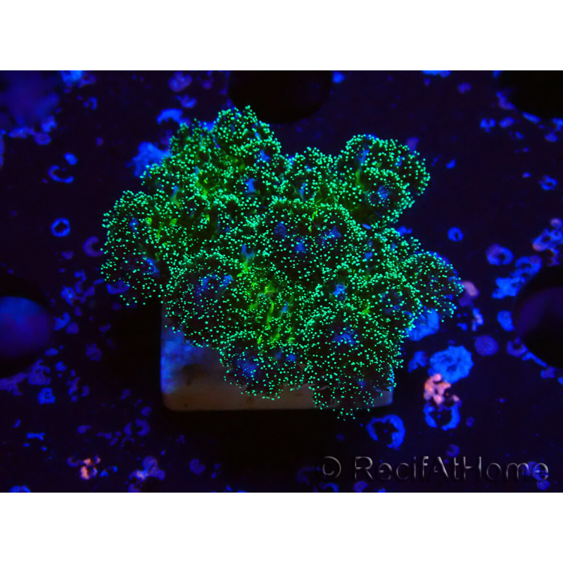 WYSIWYG Pocillopora damicornis Gold insane