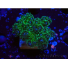 WYSIWYG Pocillopora damicornis Gold insane