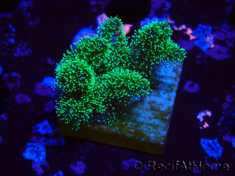 WYSIWYG Pocillopora damicornis tricolore