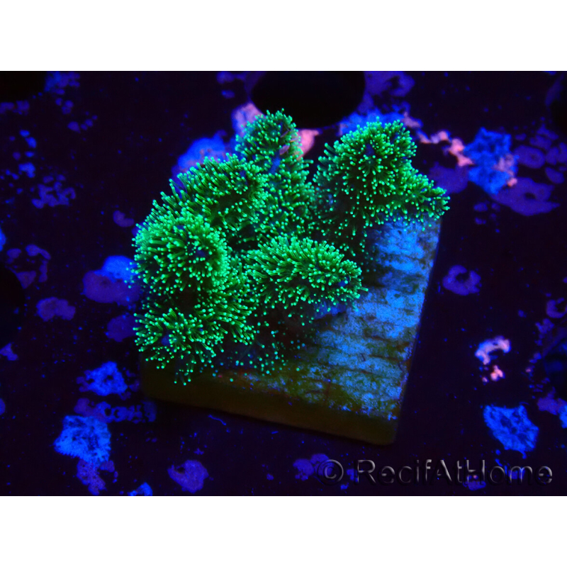 WYSIWYG Pocillopora damicornis tricolor