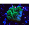 WYSIWYG Pocillopora damicornis tricolor 1E1