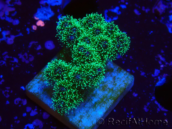 WYSIWYG Pocillopora damicormis tricolor