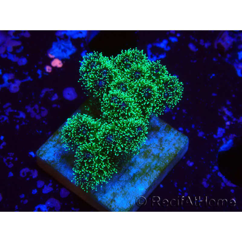 WYSIWYG Pocillopora damicormis tricolor 1E2