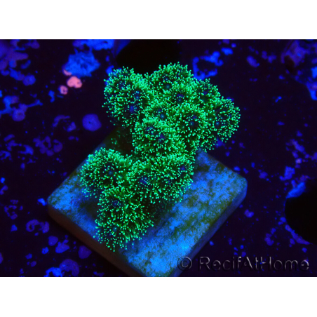 WYSIWYG Pocillopora damicornis tricolor