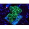 WYSIWYG Pocillopora damicornis tricolor