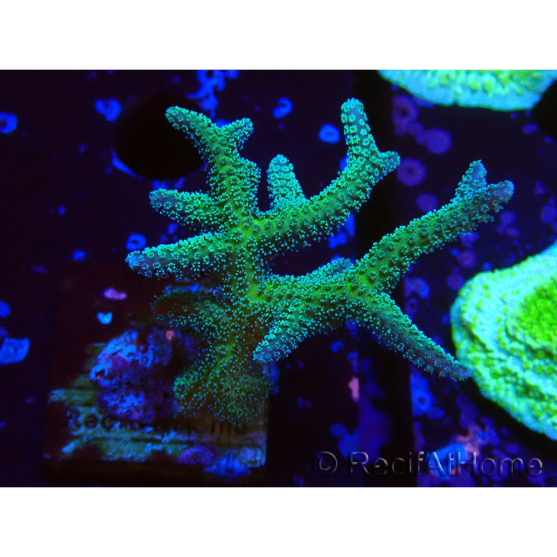 WYSIWYG Seriatopora caliendrum Híbrido (Ave del paraíso-Neón) 1F5