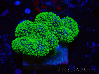 WYSIWYG Stylophora Rose fluorescent green polyps