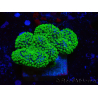 WYSIWYG Stylophora Rosa fluoreszierende grüne Polypen