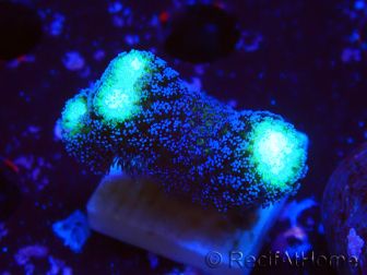 WYSIWYG Stylophora milka 1I1