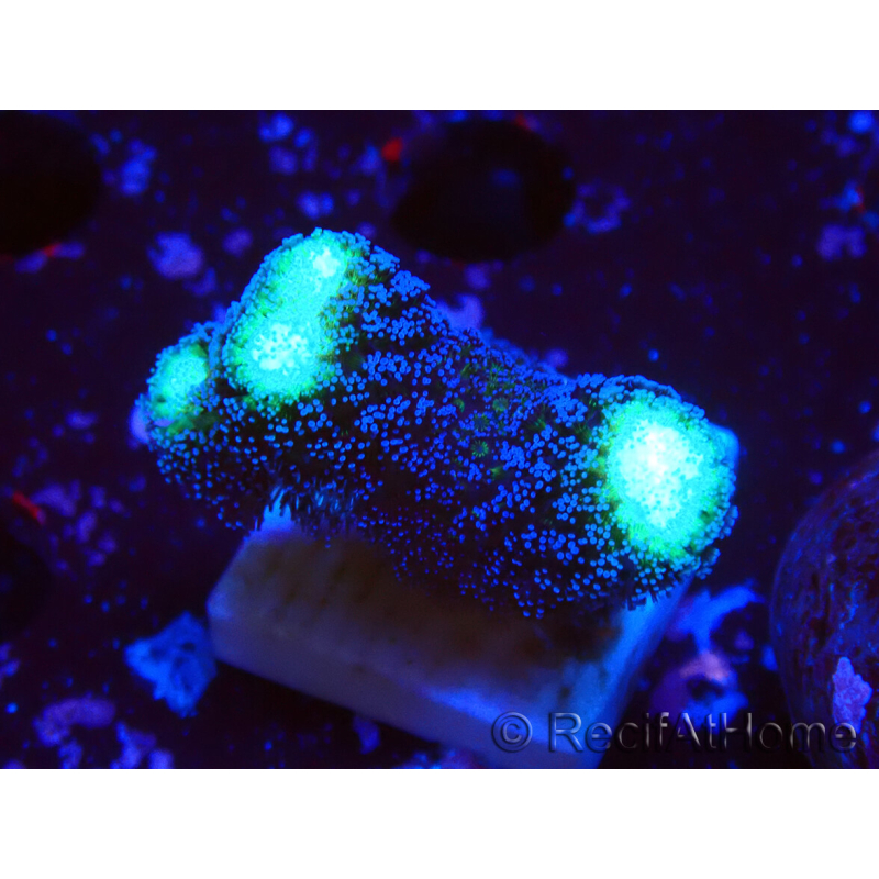 WYSIWYG Stylophora milka