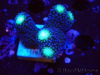 WYSIWYG Stylophora milka