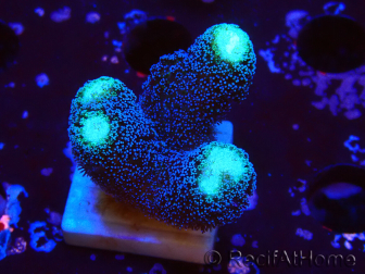 WYSIWYG Stylophora milka 1I4