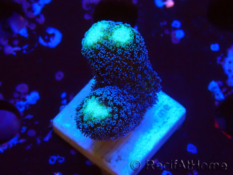 WYSIWYG Stylophora milka 1I5