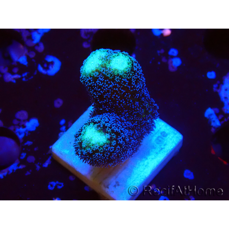 WYSIWYG Stylophora milka 1I5