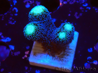 WYSIWYG Stylophora milka