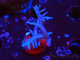 WYSIWYG Seriatopora histrix pink