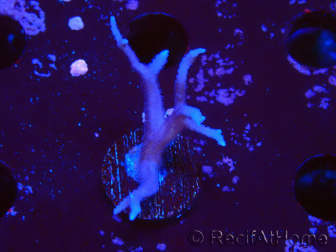 WYSIWYG Seriatopora histrix rosa