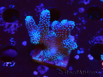 WYSIWYG Stylophora Pink Blue Polypen
