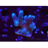 WYSIWYG Stylophora Pink Blue Polyps 1J4