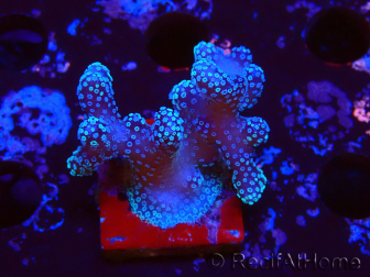 WYSIWYG Stylophora Pink Blue Polyps 1J5