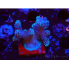 WYSIWYG Stylophora Pink Blue Polyps 1J5