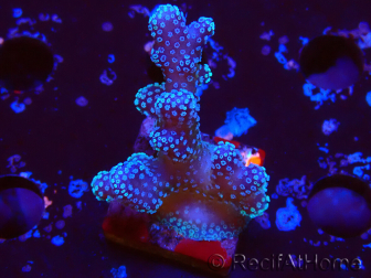 WYSIWYG Stylophora Pink Blue Polyps