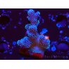 WYSIWYG Stylophora Pink Blue Polyps