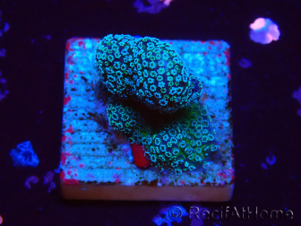 WYSIWYG RAH Stylophora Blu Metallo
