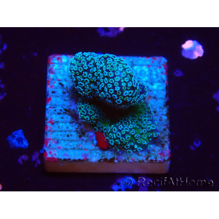 WYSIWYG RAH Stylophora Metallic Blue
