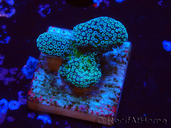 WYSIWYG RAH Stylophora Metallic Blue