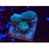 WYSIWYG RAH Stylophora Metallic Blue 1K5