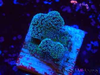 WYSIWYG RAH Stylophora Azul Metálico