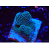 WYSIWYG RAH Stylophora Metallic Blau