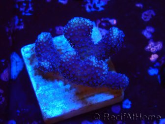 WYSIWYG Stylophora Rami Sottile Viola