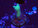 WYSIWYG Seriatopora Bird of Paradise 1O2