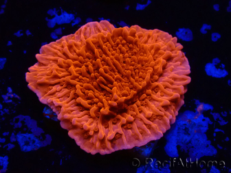 WYSIWYG Montipora Plateau Rouge 1P4