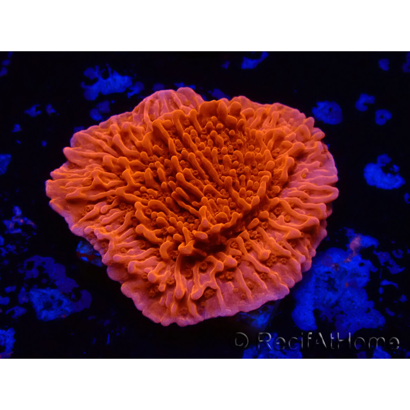 WYSIWYG Montipora Plateau Rouge 1P4