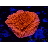 WYSIWYG Montipora Plateau Rouge
