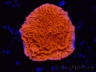 WYSIWYG Red Montipora Plateau