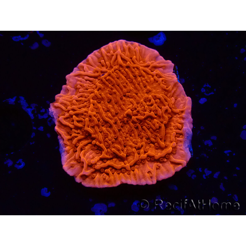 WYSIWYG Montipora Plateau Rosso